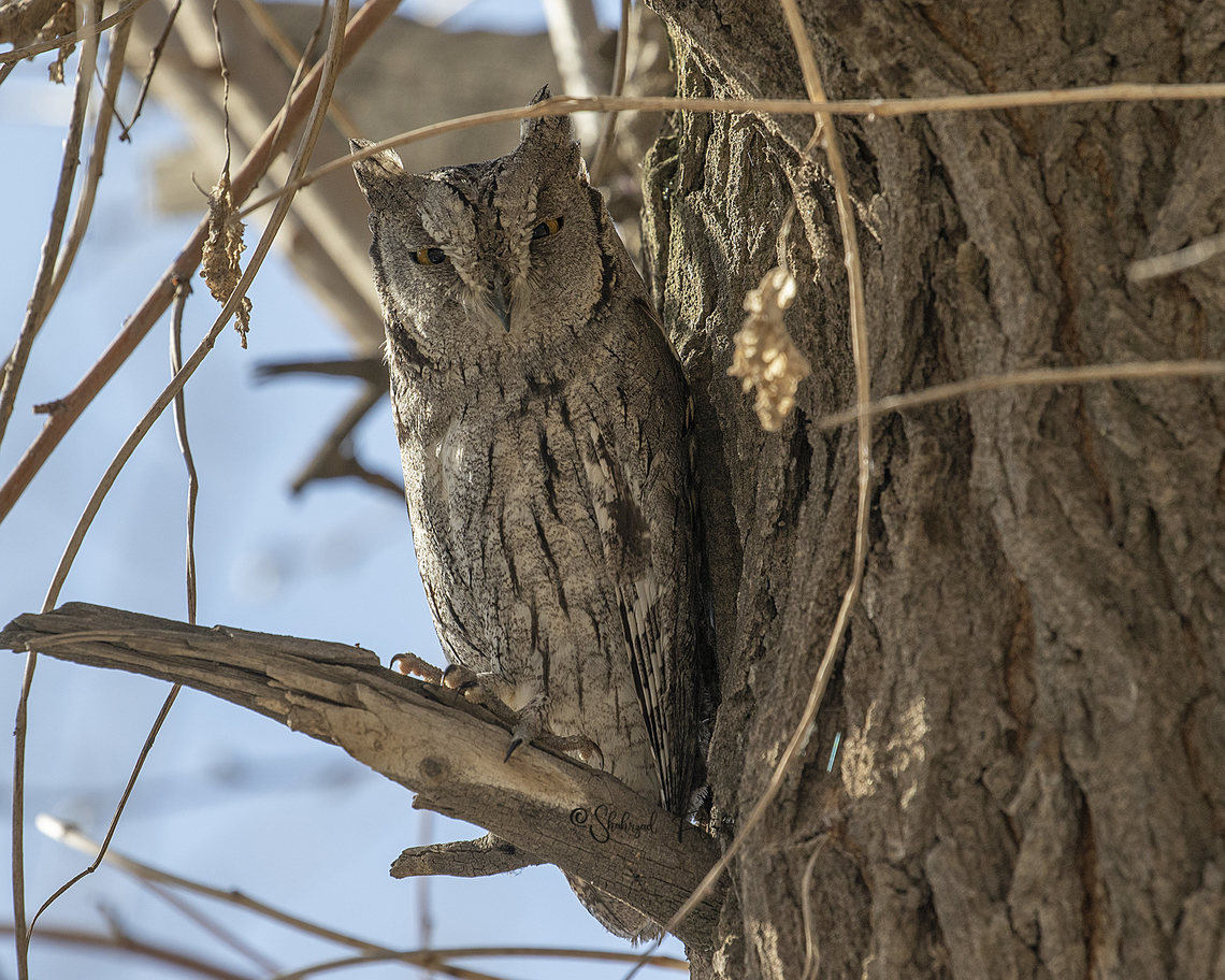 Pallid scops owl  Birds,Iran,Otus brucei,Pallid scops owl,owls,spring