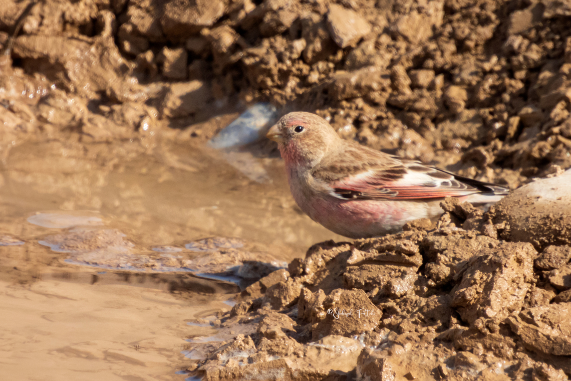 Mongolian finch (Bucanetes mongolicus)  Birds,Bucanetes mongolicus,Finches,Geotagged,Iran,Mongolian finch,spring