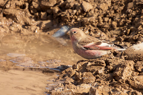 Mongolian finch (Bucanetes mongolicus)  Birds,Bucanetes mongolicus,Finches,Geotagged,Iran,Mongolian finch,spring