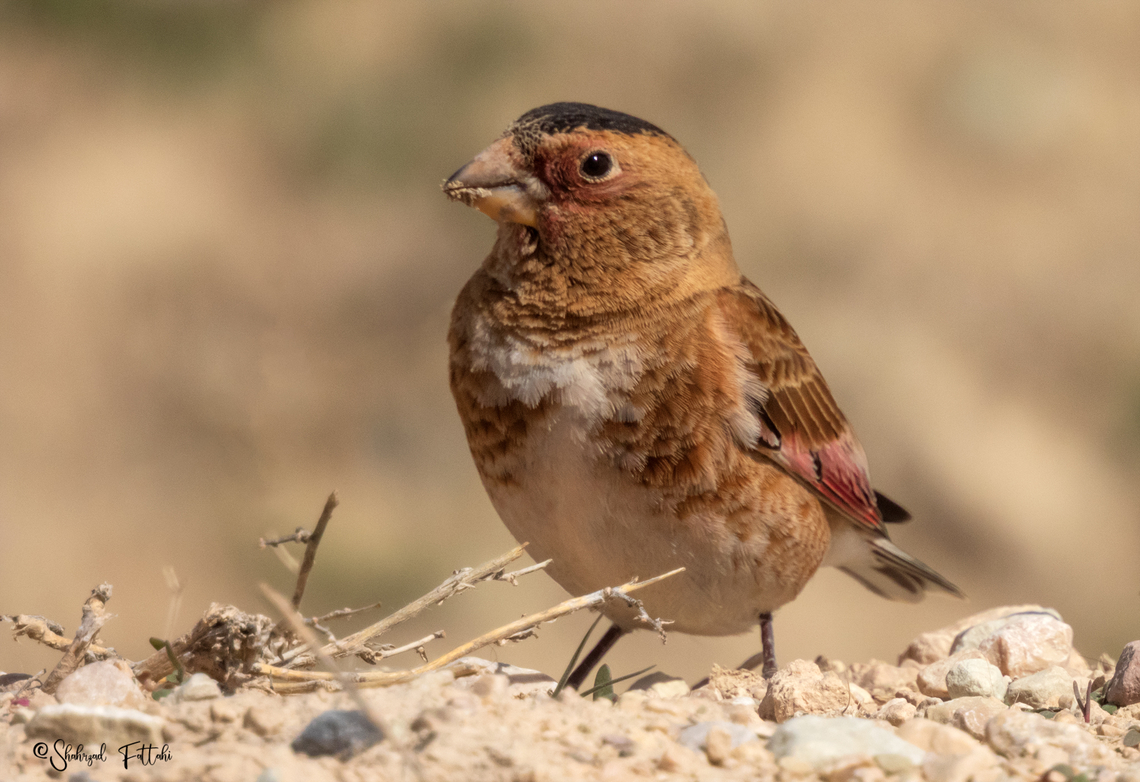 Crimson-winged finch (Rhodopechys sanguineus)  Asian crimson-winged finch,Birds,Finches,Iran,Rhodopechys sanguineus,spring