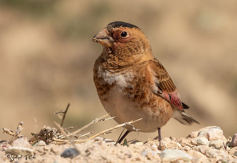 Asian crimson-winged finch