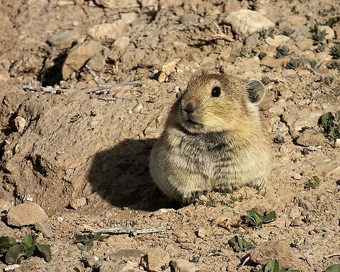 Afghan Pika (Ochotona rufescens)  Afghan Pika,Geotagged,Iran,Ochotona rufescens,spring