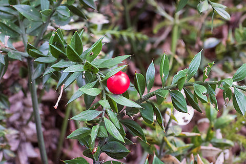 Butchers-broom (Ruscus aculeatus)  Butchers-broom,Flora,Iran,Ruscus aculeatus,spring