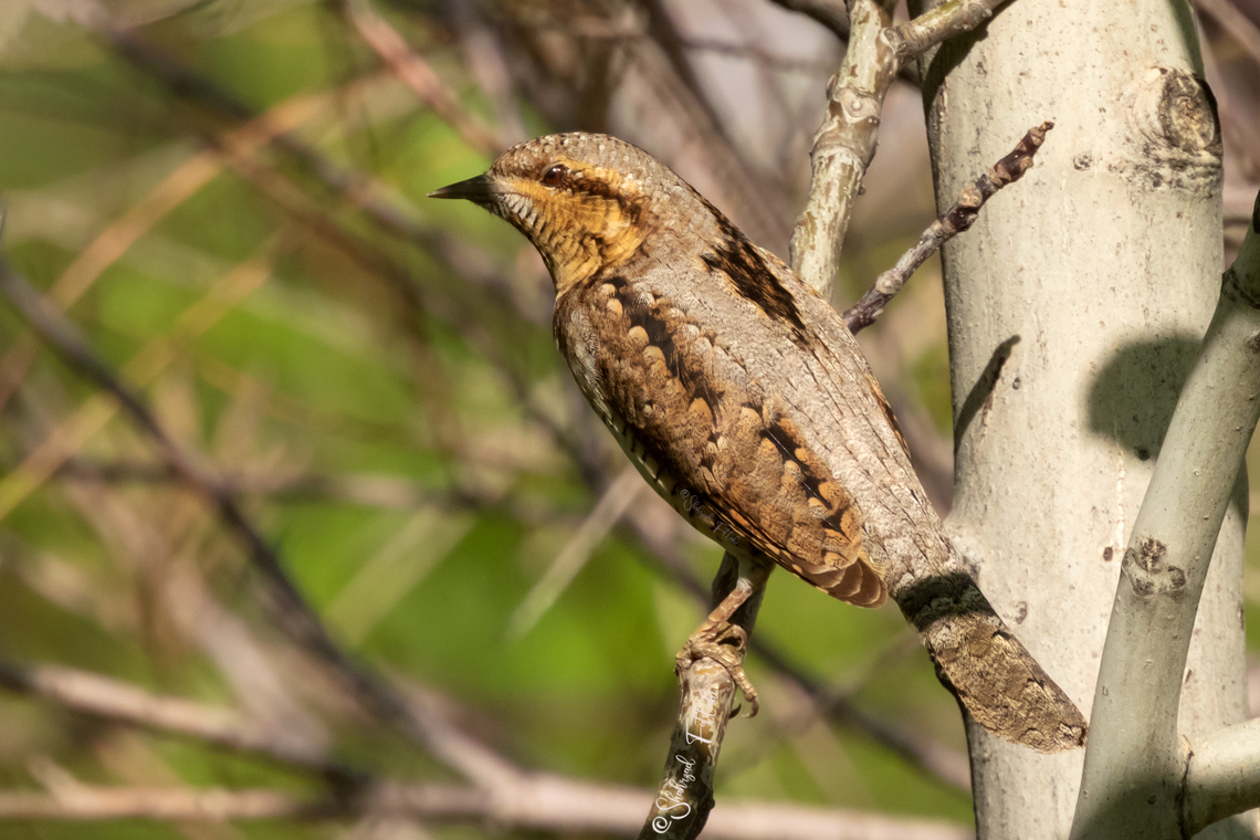 Eurasian wryneck (Jynx torquilla) In one of the parks in Tehran Birds,Eurasian wryneck,Geotagged,Iran,Jynx torquilla,Woodpecker,spring