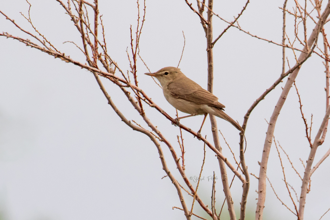 Sykes's warbler (Iduna rama)  Birds,Geotagged,Iduna rama,Iran,Sykess warbler,spring