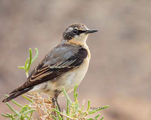 Northern wheatear  (Oenanthe oenanthe)  Iran,Northern wheatear,Oenanthe oenanthe,spring,wheatear