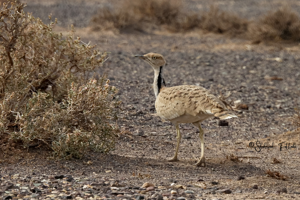 MacQueens bustard (Chlamydotis macqueenii)  Chlamydotis macqueenii,Geotagged,Iran,MacQueens bustard,winter