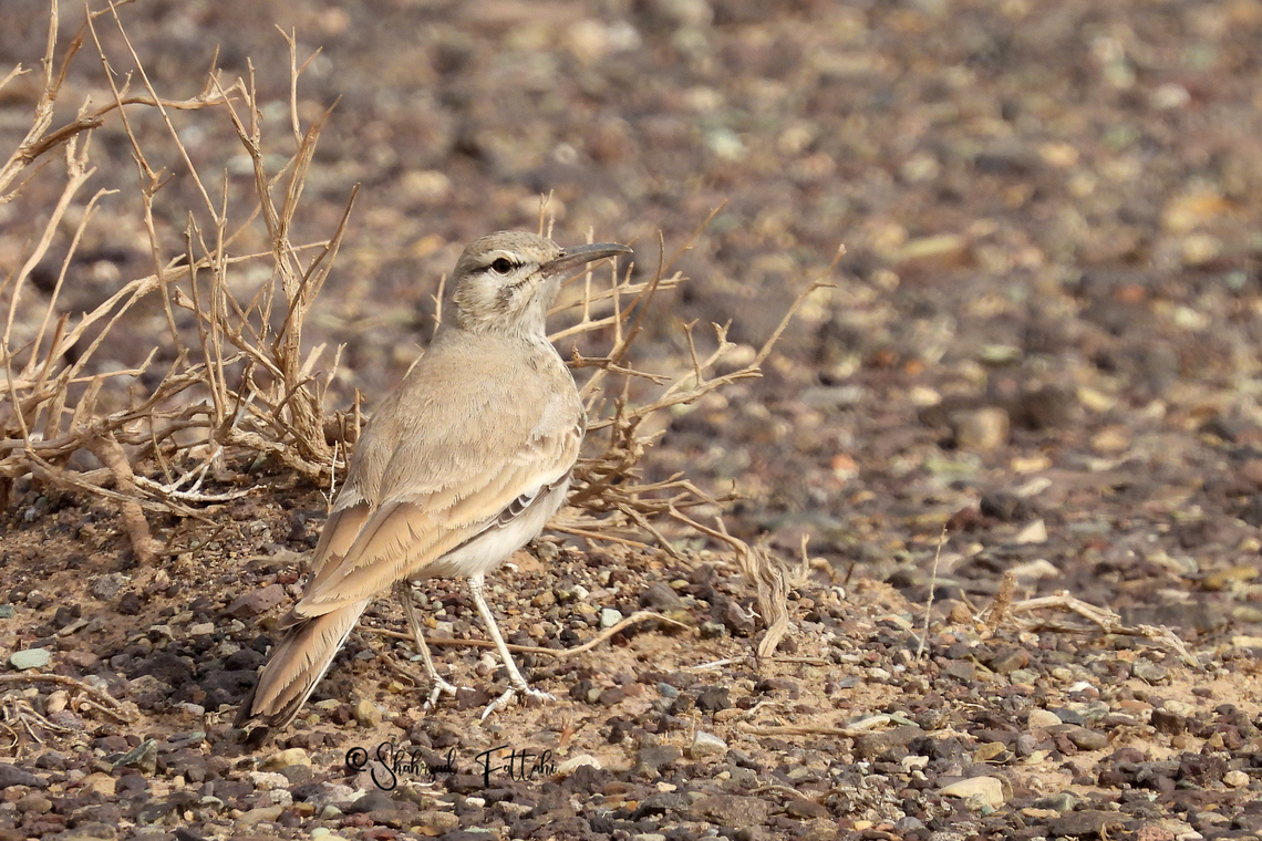 Greater hoopoe-lark (Alaemon alaudipes)  Alaemon alaudipes,Greater hoopoe-lark,Iran,larks