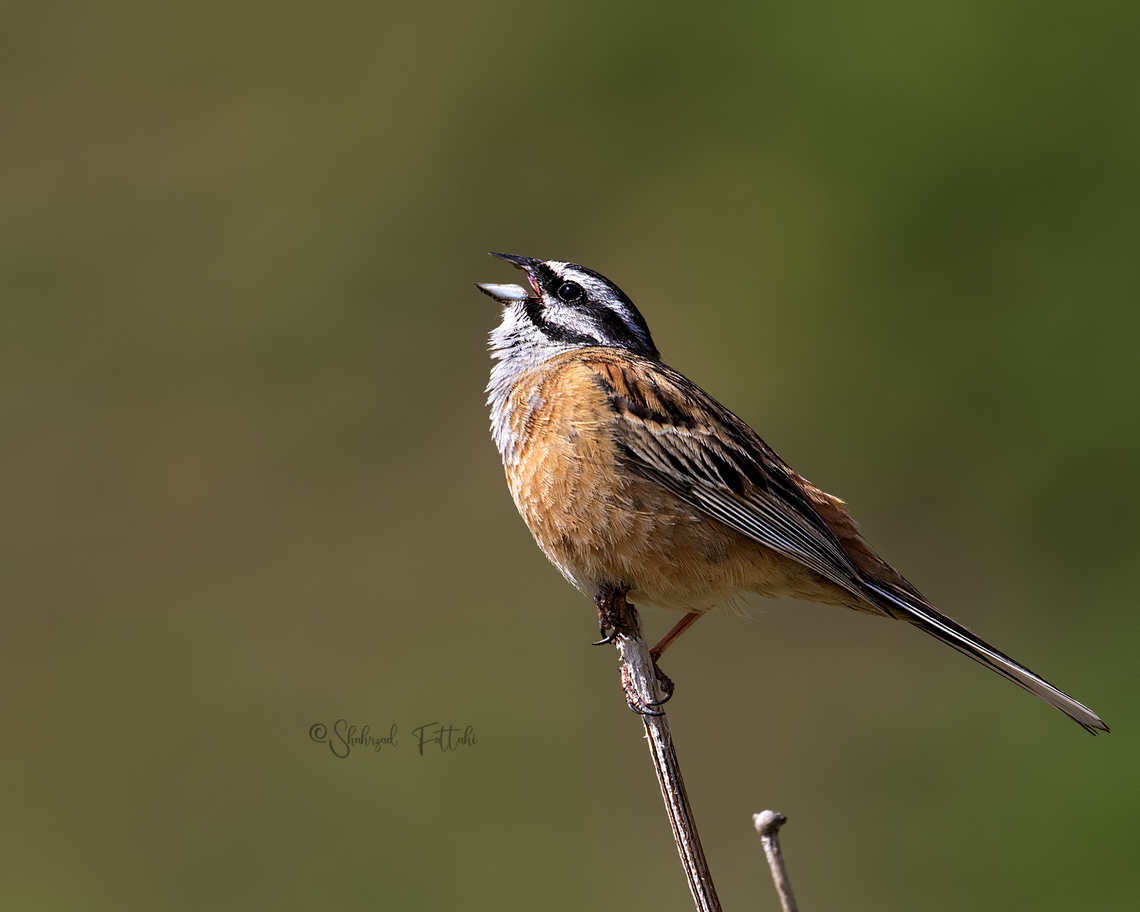 Rock bunting (Emberiza cia)  Birds,Emberiza cia,Geotagged,Iran,Rock bunting,bunting,summer