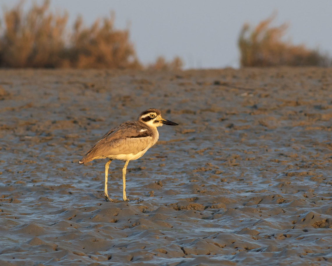 Great stone curlew Its piercing eyes Asia,Birds,Esacus recurvirostris,Geotagged,Great stone-curlew,Iran,Winter,nature
