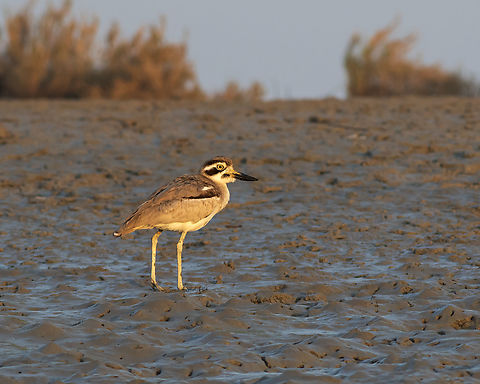 Great stone curlew Its piercing eyes Asia,Birds,Esacus recurvirostris,Geotagged,Great stone-curlew,Iran,Winter,nature