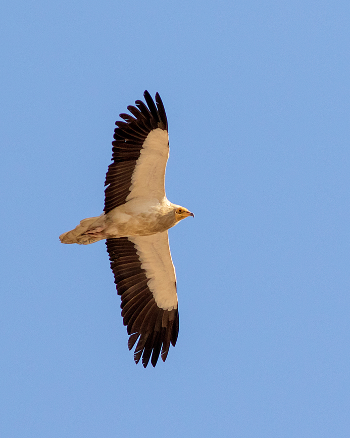 Egyptian vulture  Birds,Egyptian Vulture,Geotagged,Iran,Neophron percnopterus,Vulture,nature,wildlife