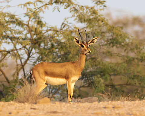 Jebeer gazelle There is a type of gazelle (genus Gazella) in Iran Chinkara,Deer,Gazella bennettii,Geotagged,Iran,Winter,animals,nature,wildlife