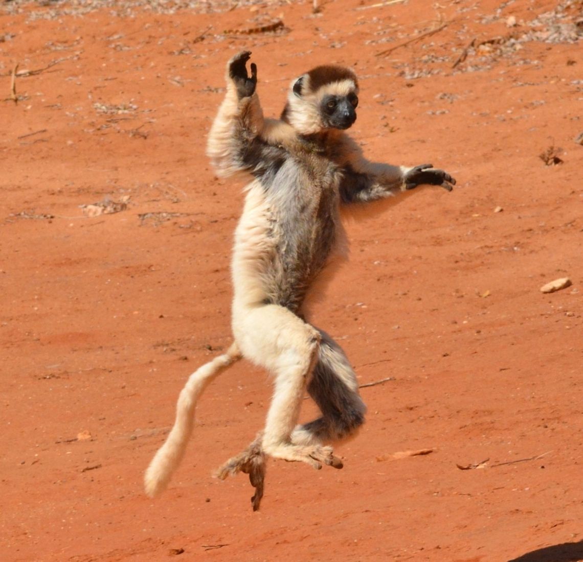 Verreaux's Dancing Sifaka  Jump,Lemur,Lemurs,Madagascar,Sifaka,Verreaux's Sifaka