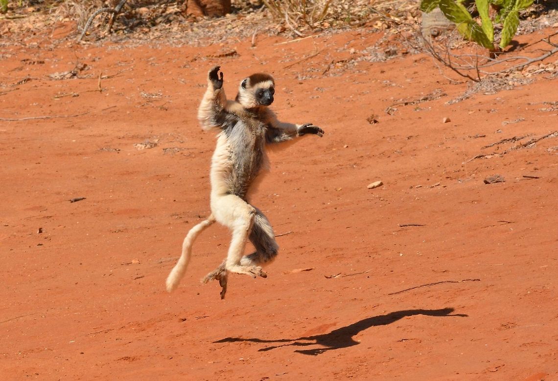 Verreaux's 'Dancing' Sifaka  Propithecus verreauxi,Verreauxs sifaka
