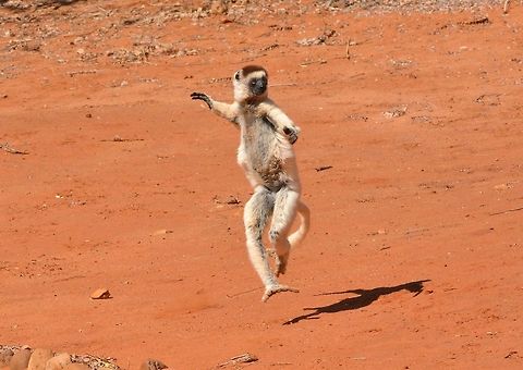 Verreaux's 'Dancing' Sifaka  Propithecus verreauxi,Verreauxs sifaka
