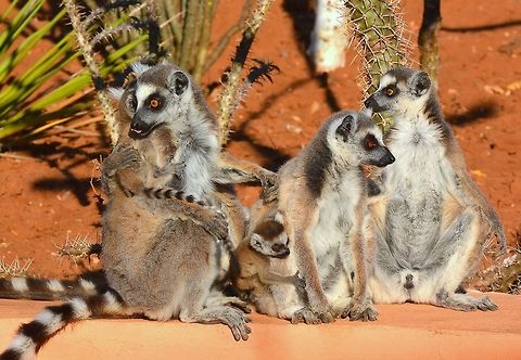 Group of Ring-tailed Lemurs (Lemur catta). Southern Madagascar.  Lemur,Lemur catta,Lemurs,Madagascar,Ring-tailed lemur,Ringtail,Ringtailed Lemur