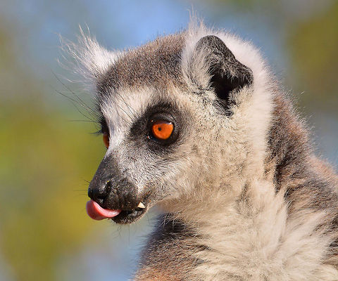 Ringtailed Lemur (Lemur catta) at Berenty, Southern Madagascar.  Lemur,Lemur catta,Lemurs,Madagascar,Ring-tailed lemur,Ringtailed Lemur