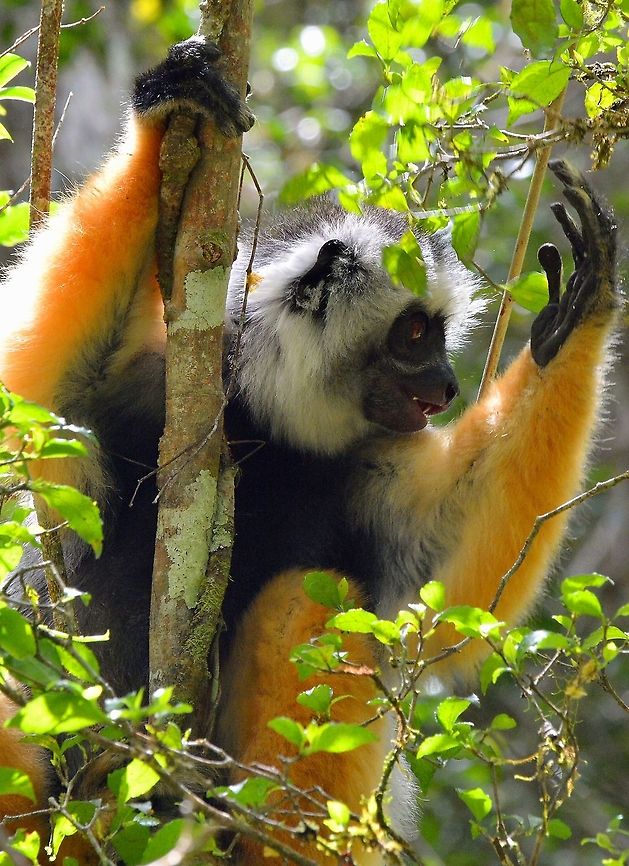 Diademed Sifaka. In the rainforests of Andasibe, Madagascar.  Diademed Sifaka,Diademed sifaka,Lemur,Lemurs,Madagascar,Propithecus diadema,Sifaka,rainforest