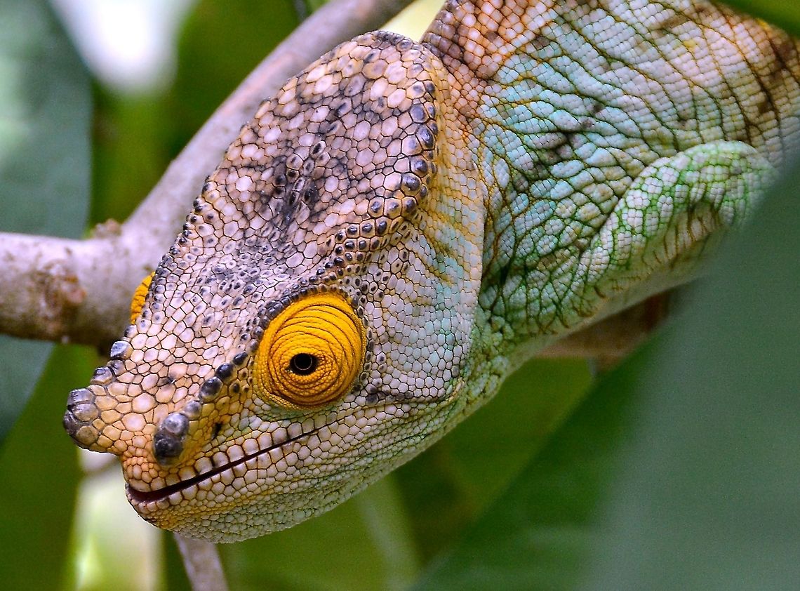 Parsons Chameleon - Madagascar.  Calumma parsonii,Chameleon,Chameleons,Madagascar,Parsons,Parsons Chameleon,Parsons chameleon