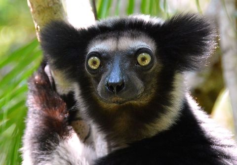 Indri Lemur in the rainforest of Mantadia, east Madagascar.  Eyes,Indri,Indri indri,Lemur,Lemurs,Madagascar,Stare