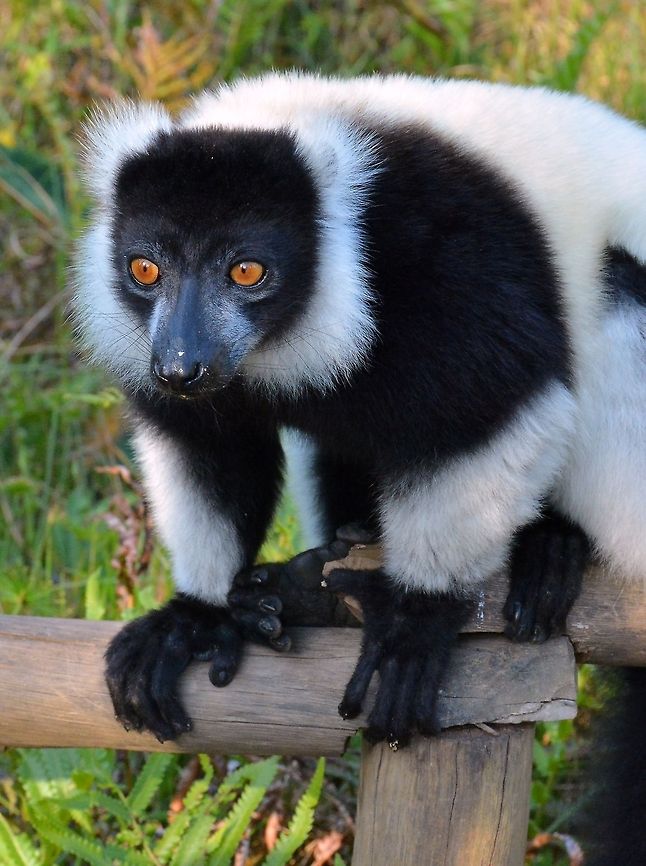 Black and White Ruffed Lemur.  Vakona Lemur Island, Madagascar  Black-and-white ruffed lemur,Lemur,Lemurs,Madagascar,Vakona,Vakona Lemur Island,Varecia variegata