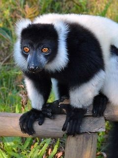 Black and White Ruffed Lemur.  Vakona Lemur Island, Madagascar  Black-and-white ruffed lemur,Lemur,Lemurs,Madagascar,Vakona,Vakona Lemur Island,Varecia variegata