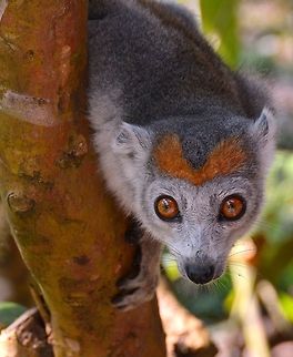 Crowned Lemur, Madagascar.  Crowned lemur,Eulemur coronatus,Lemur,Madagascar,lemurs