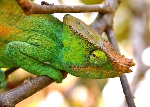 Parson's Chameleon, one of the largest Chameleons in the world, endemic to Madagascar  Calumma parsonii,Madagascar,Parsons chameleon,Reptiles,chameleon,chameleons,lizards lizards