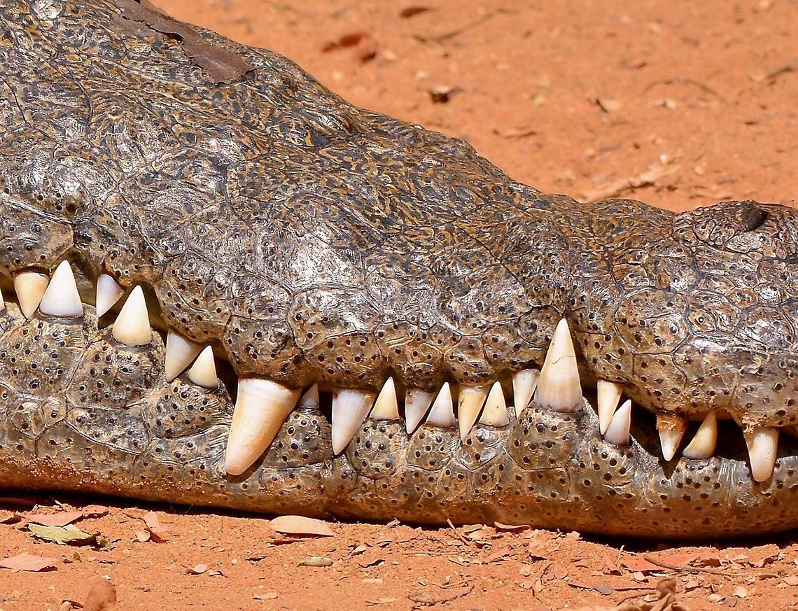 Nile Crocodile's very sharp teeth, found in Madagascar.  Crocodylus johnsoni,Crocodylus niloticus,Freshwater Crocodile,Nile crocodile