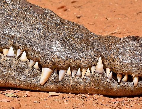 Nile Crocodile's very sharp teeth, found in Madagascar.  Crocodylus johnsoni,Crocodylus niloticus,Freshwater Crocodile,Nile crocodile