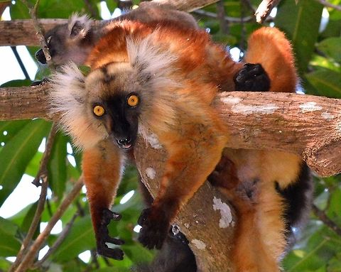 Black Lemur (female is brown) in a treetop canopy at Nosy Be, north Madagascar.  Black Lemur,Eulemur macaco,Nosy Be,canop,lemur,lemurs,madagascar,treetops