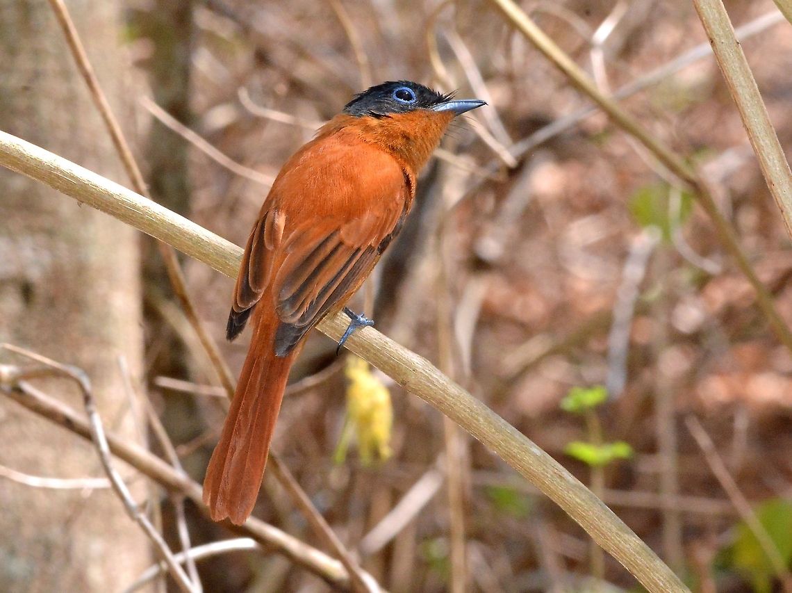 Malagasy Paradise Flycatcher - Madagascar.  Madagascar,Malagasy Paradise Flycatcher,Paradise Flycatcher,Terpsiphone mutata,birds,paradise