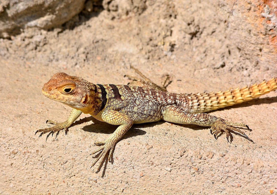 Collared Iguanid Lizard (Spiny-tailed Lizard) - throughout most regions of Madagascar.  Collared iguanid lizard,Madagascar,Oplurus cuvieri,Reptile,Reptiles,lizard,lizards,spiny tail,spiny-tailed lizard