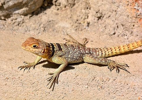 Collared Iguanid Lizard (Spiny-tailed Lizard) - throughout most regions of Madagascar.  Collared iguanid lizard,Madagascar,Oplurus cuvieri,Reptile,Reptiles,lizard,lizards,spiny tail,spiny-tailed lizard