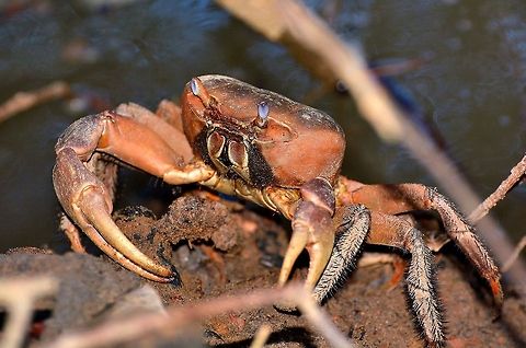 Large Crab found in the mangrove forests of north Madagascar.  Madagascar,Potamonautes sidneyi,crab,crabs,forest,mangroves