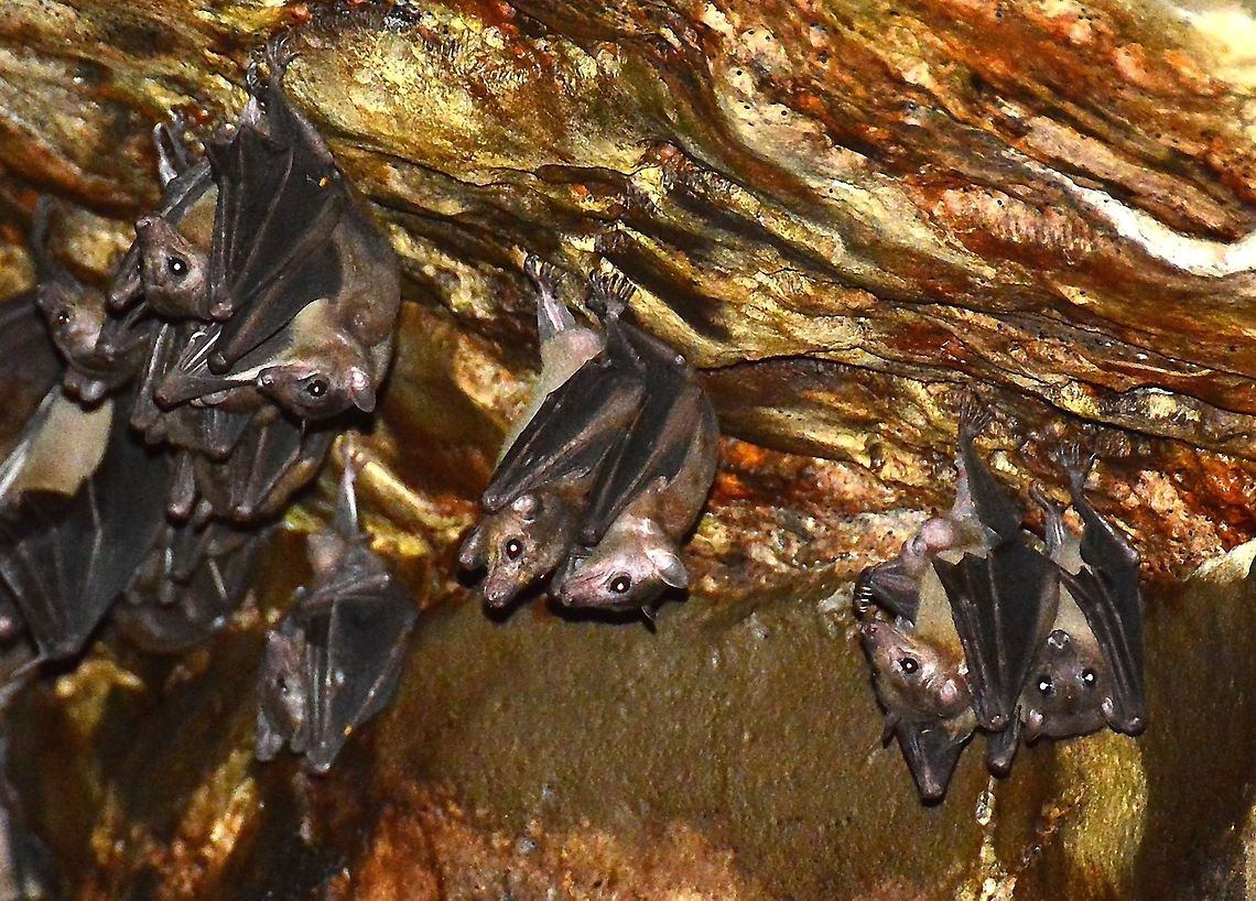 Bat colony found in the cave systems of Ankerana, north Madagascar  Egyptian Fruit Bat,Madagascan rousette,Rousettus aegyptiacus,Rousettus madagascariensis,bats,cave,colony,madagascar