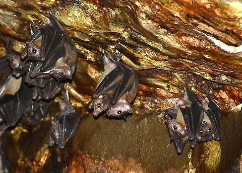 Bat colony found in the cave systems of Ankerana, north Madagascar  Egyptian Fruit Bat,Madagascan rousette,Rousettus aegyptiacus,Rousettus madagascariensis,bats,cave,colony,madagascar