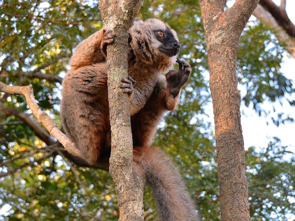 Red-fronted Brown Lemur (species of Common Brown Lemur) Vakona, east Madagascar.  Common brown lemur,Eulemur fulvus,Eulemur rufifrons,Red-fronted lemur,brown lemur,lemus,madagascar lemur,red-fronted brown lemur