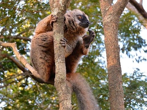 Red-fronted Brown Lemur (species of Common Brown Lemur) Vakona, east Madagascar.  Common brown lemur,Eulemur fulvus,Eulemur rufifrons,Red-fronted lemur,brown lemur,lemus,madagascar lemur,red-fronted brown lemur