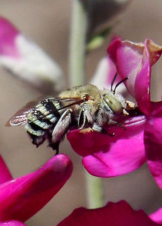 Blue Banded Bee.  Australia, Blue Banded Bee, seen near the Darling River, Australia Amegilla cingulata,Australia,Bees