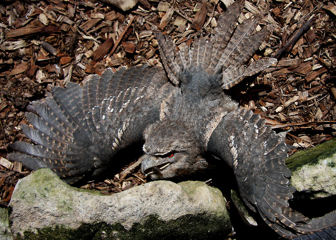Tawny_Frogmouth_524  Podargus strigoides,Tawny Frogmouth,rain tree habitat and others