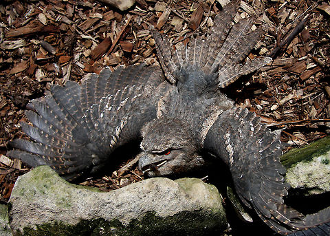 Tawny_Frogmouth_524  Podargus strigoides,Tawny Frogmouth,rain tree habitat and others