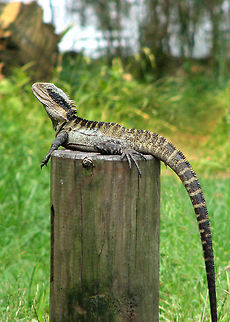 Eastern_Water_Dragon_(Physignathus)  Physignathus lesueurii,Water dragon
