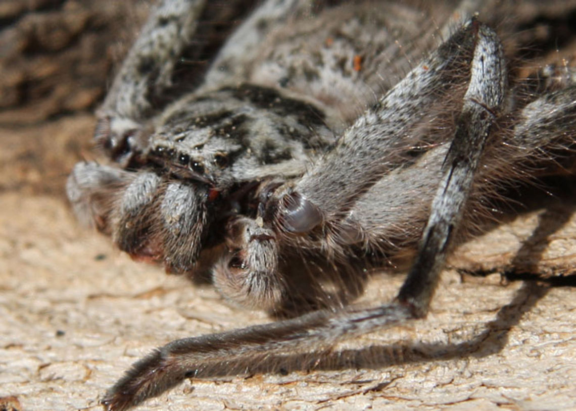 spider