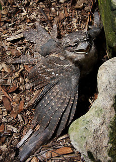 Tawny_Frogmouth_602  Podargus strigoides,Tawny Frogmouth,rain tree habitat and others