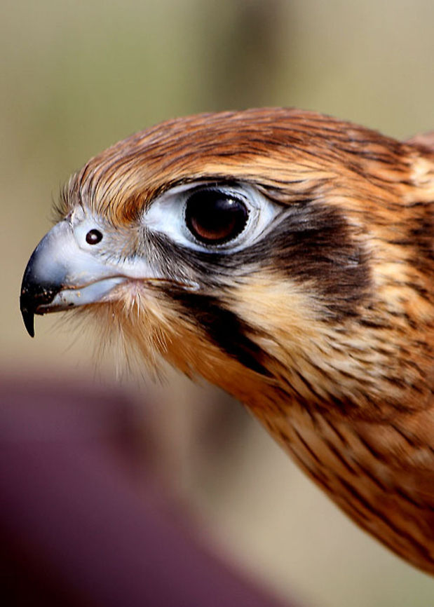 Brown-Falcon-close-up-Portrait-642  Brown Falcon,Falco berigora