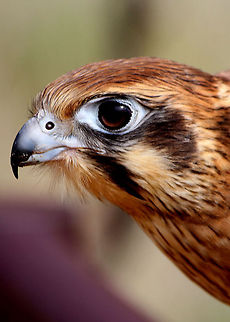 Brown-Falcon-close-up-Portrait-642  Brown Falcon,Falco berigora
