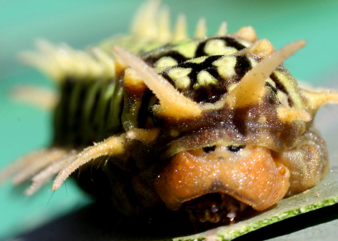 Caterpillar  Doratifera,Doratifera casta