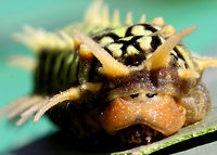 Caterpillar Doratifera,Doratifera casta